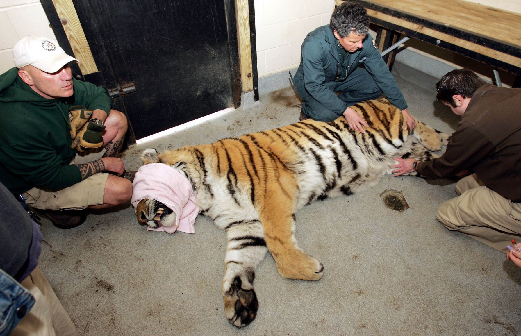 Tiger Move